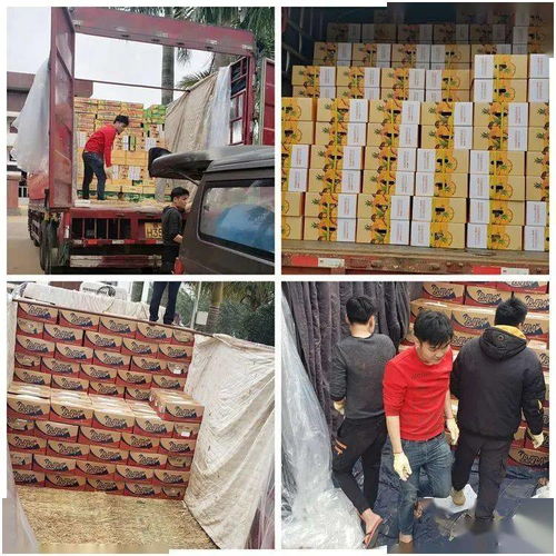 同舟共冀，共同戰“疫”——河北博泉集團捐贈32噸澄邁農產品支援抗疫一線